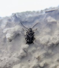 Ptinomorphus imperialis