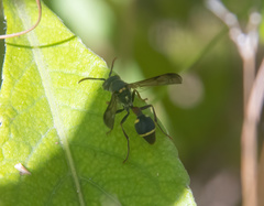 Ropalidia mathematica