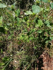 Hypoestes aristata alba