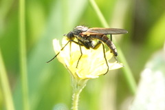 Empis sericans