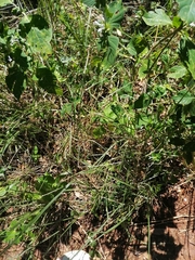 Hypoestes aristata alba