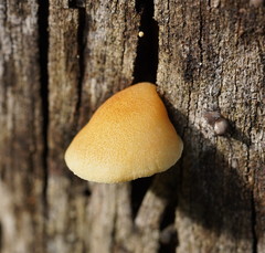 Crepidotus eucalyptorum