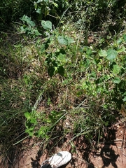 Hypoestes aristata alba