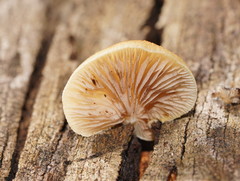 Crepidotus eucalyptorum