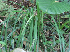 Miscanthus floridulus