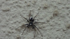 Pulchellodromus