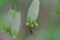 Micropeza corrigiolata