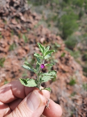 Endostemon tereticaulis