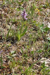 Orchis militaris