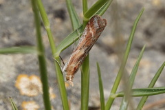 Ancylosis cinnamomella
