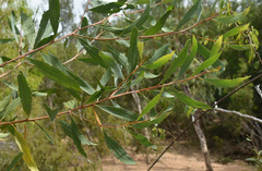 Acacia holosericea