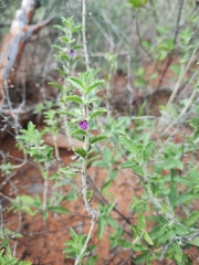 Endostemon tereticaulis