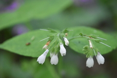 Symphytum grandiflorum