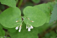Symphytum grandiflorum