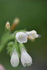 Symphytum grandiflorum