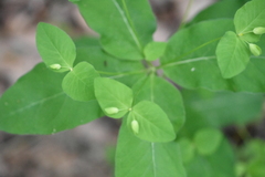 Euphorbia squamosa