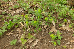Euphorbia angulata