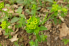 Euphorbia angulata