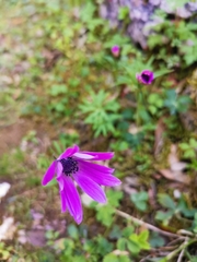 Anemone hortensis