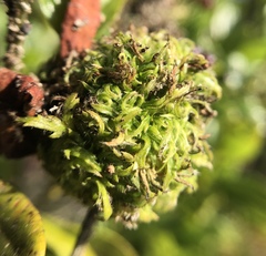 Asphondylia ceanothi