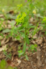 Euphorbia angulata