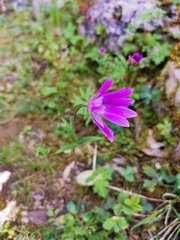 Anemone hortensis