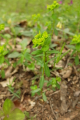 Euphorbia angulata