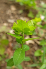Euphorbia angulata