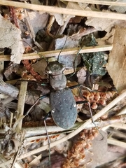 Apterodela unipunctata