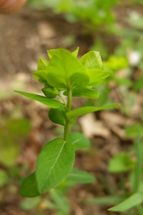 Euphorbia angulata