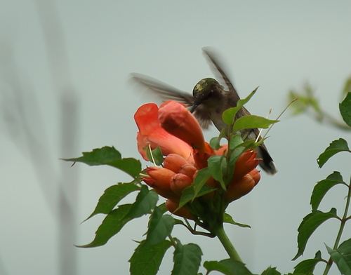 Ruby-throated Hummingbird photographed in Arkansas