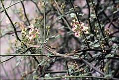 Carmichaelia odorata