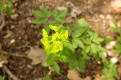 Euphorbia angulata