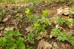 Euphorbia angulata