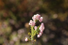 Erica brachycentra
