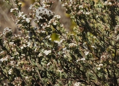 Eriocephalus africanus