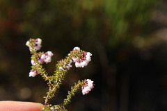 Erica brachycentra