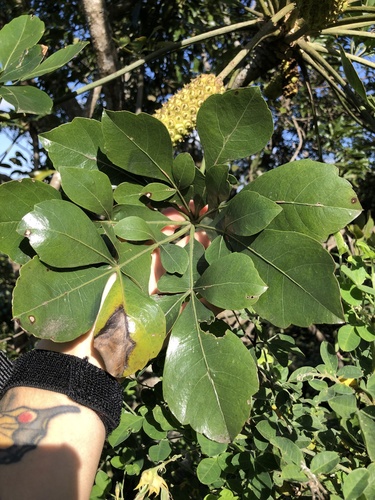 Sand Cabbage Tree (Cussonia arenicola)