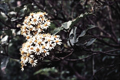 Olearia × macrodonta