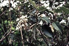 Olearia × macrodonta