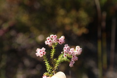 Erica brachycentra