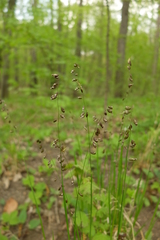 Melica picta
