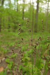 Melica picta