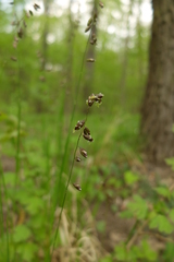 Melica picta