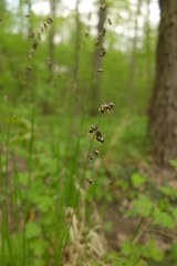 Melica picta