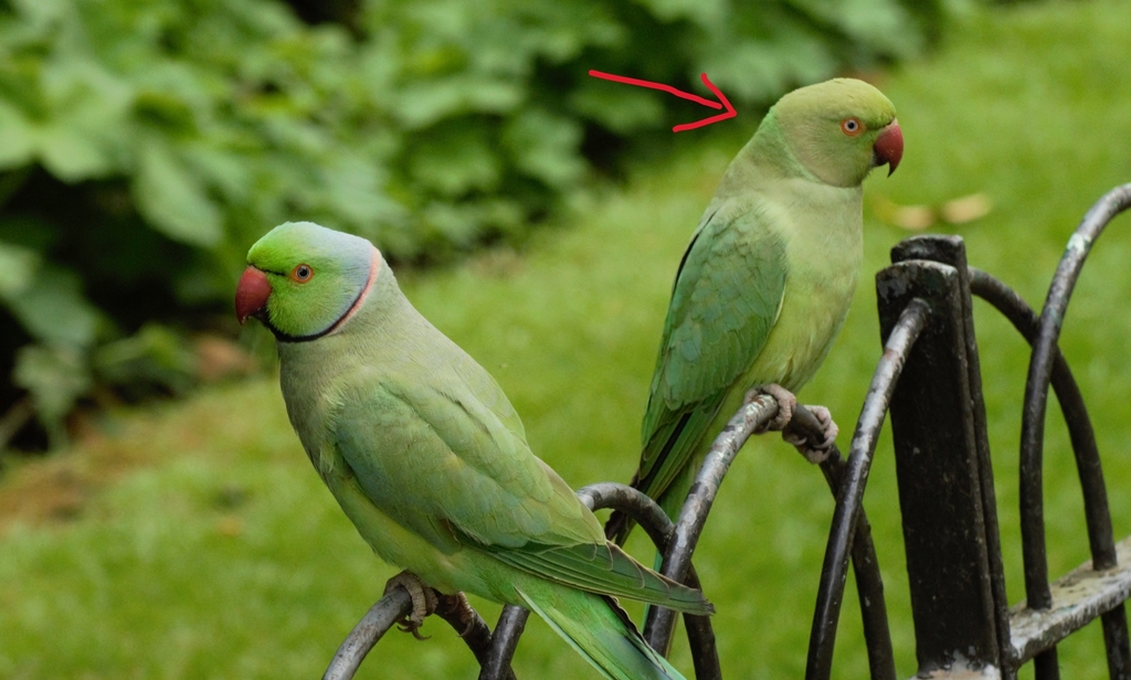 Rose Ringed Parakeet From London UK On May 01 2022 At 12 30 PM By   Large 