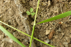 Melica picta