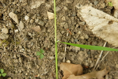 Melica picta