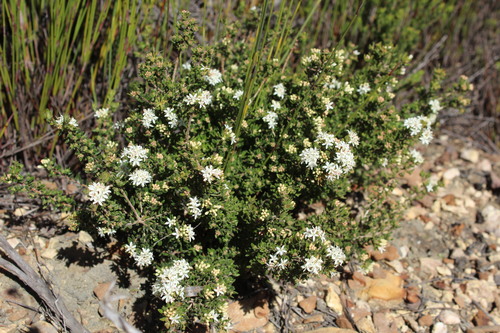Image of Agathosma mundii by (c) Corne Brink, some rights reserved (CC BY-SA)