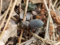 Apterodela unipunctata